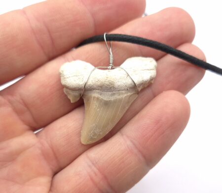 Otodus Obliquus Haizahn Halskette