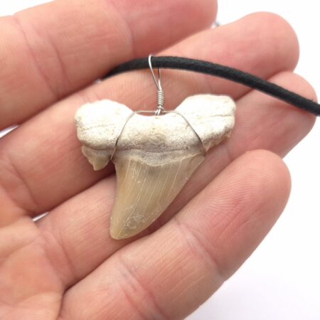 Otodus Obliquus Haizahn Halskette