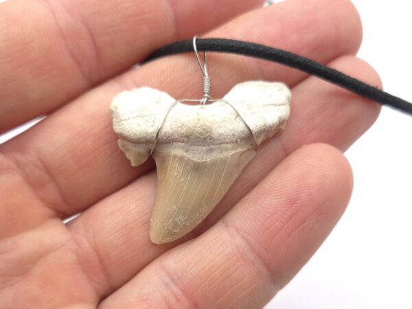 Otodus Obliquus Haizahn Halskette