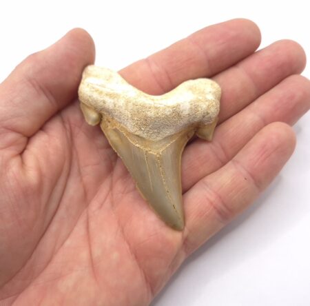 Megalodon Vorfahre