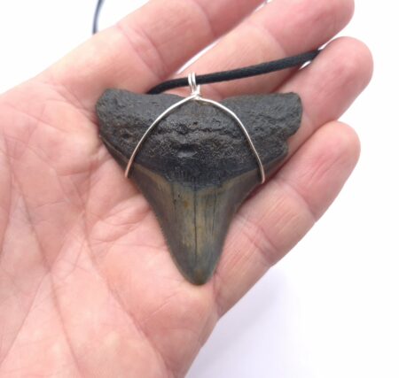 Megalodon Haizahn als Halskette