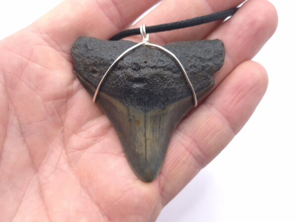 Megalodon Haizahn als Halskette