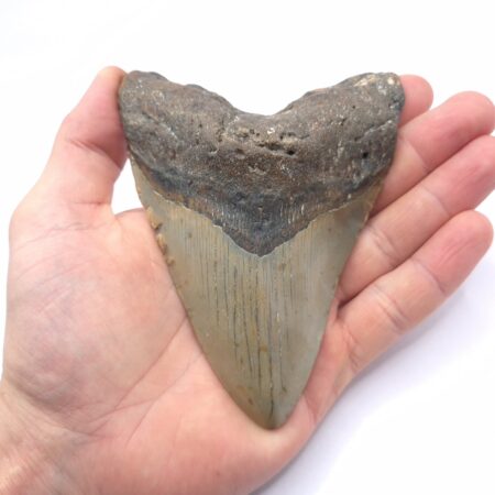 Haizahn eines Megalodon (Otodus Megalodon)