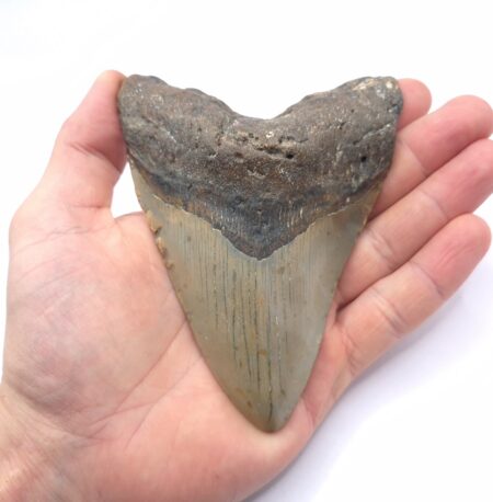 Haizahn eines Megalodon (Otodus Megalodon)