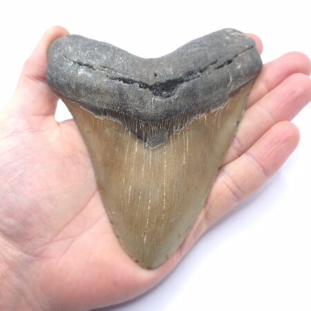 Schöner Megalodon Haizahn