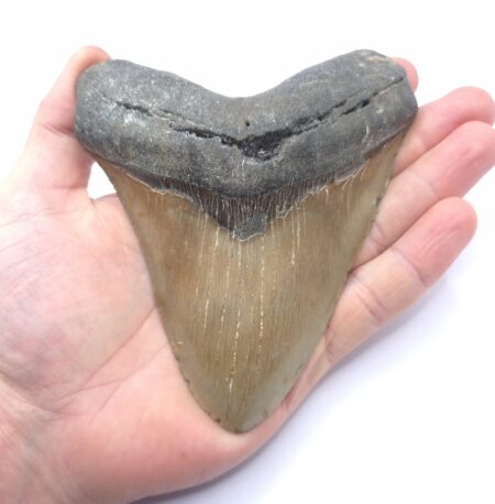 Schöner Megalodon Haizahn