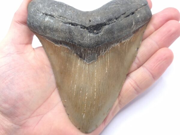 Schöner Megalodon Haizahn