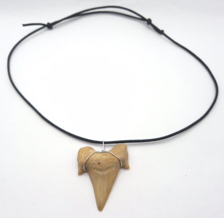 Haizahn Halskette