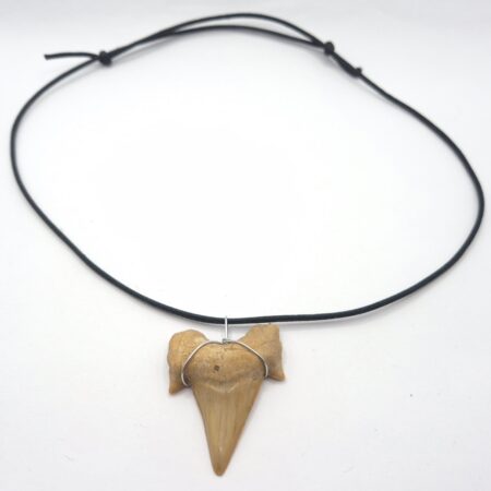 Haizahn Halskette