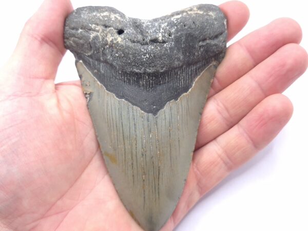 Haizahn North Carolina USA