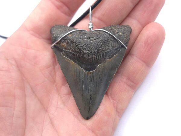 Halskette mit Megalodon Haizahn