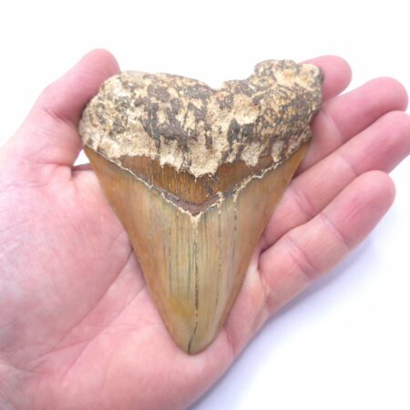 Indonesien Sukabumi District Haizahn