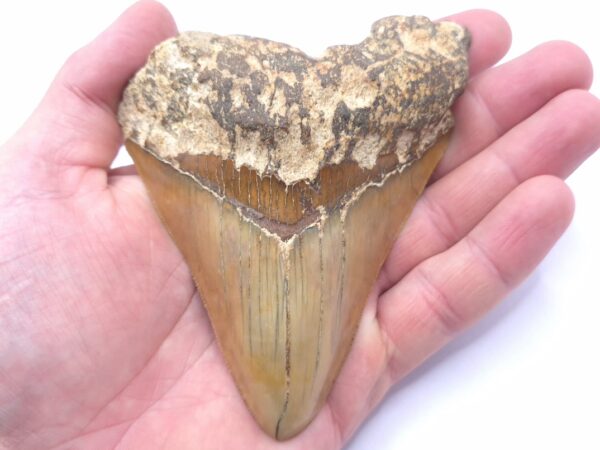 Indonesien Sukabumi District Haizahn