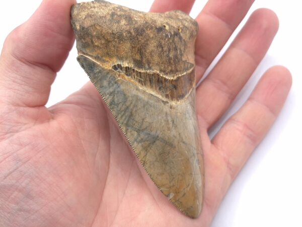 Megalodon Haizahn mit tollen Farben