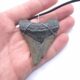 Megalodon Haizahn als Halskette