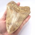 Beeindruckender Megalodon Haizahn