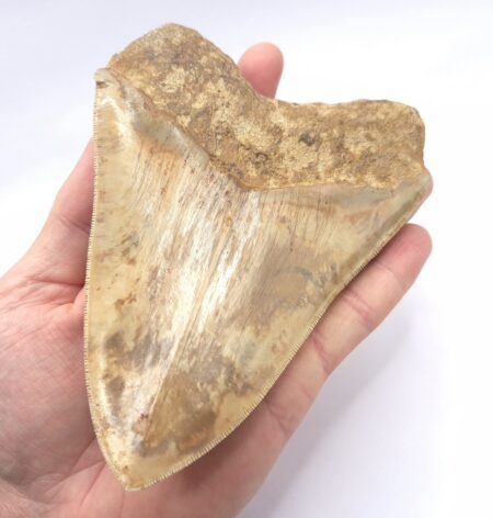 Beeindruckender Megalodon Haizahn