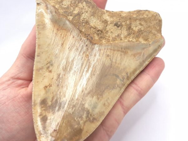 Beeindruckender Megalodon Haizahn