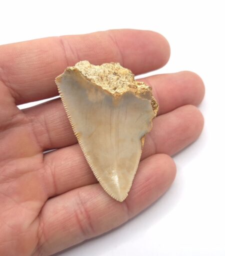 Fossil