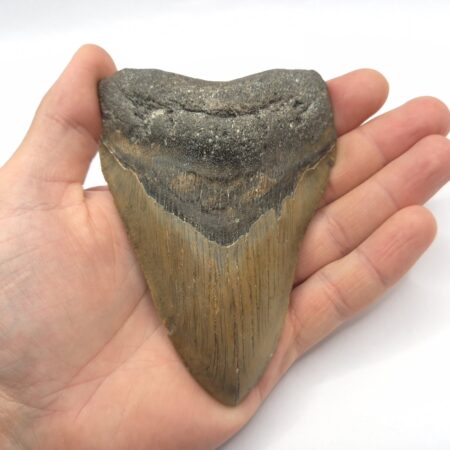 Megalodon Haizahn Fossil USA