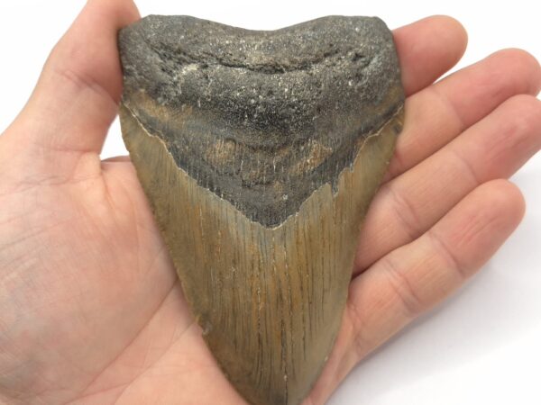 Megalodon Haizahn Fossil USA