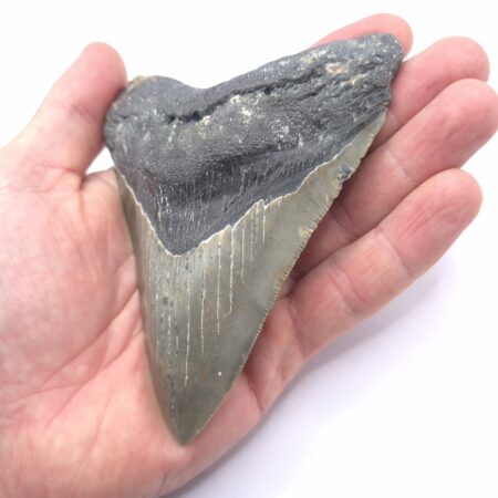 Megalodon Haizahn gute Qualität