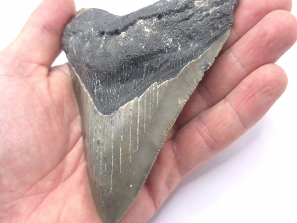 Megalodon Haizahn gute Qualität
