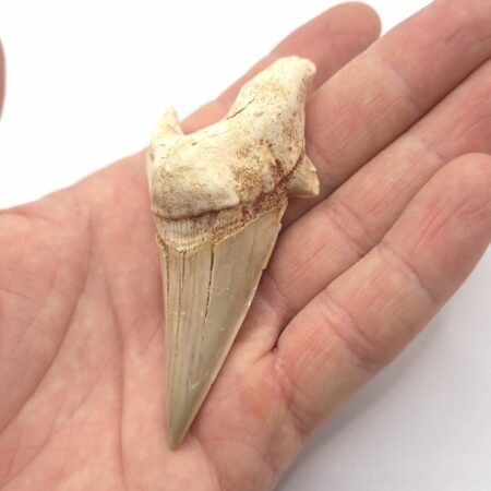 Otodus Obliquus