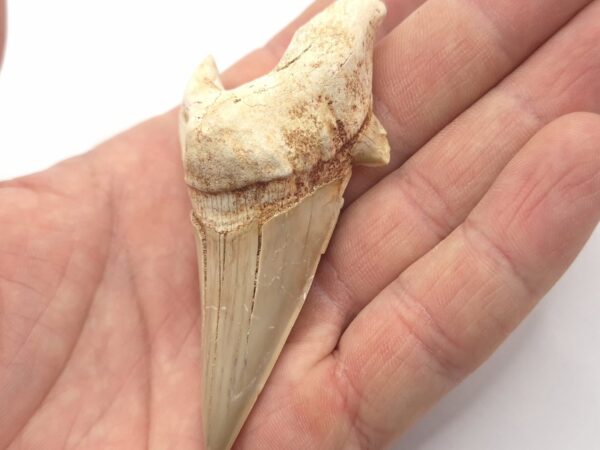 Otodus Obliquus