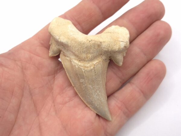 Schreckenshai Otodus Obliquus Megalodon