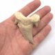 Schreckenshai Otodus Obliquus Megalodon