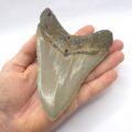 Megalodon Haizahn aus den USA