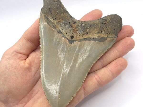 Megalodon Haizahn aus den USA