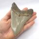 Megalodon Haizahn aus den USA