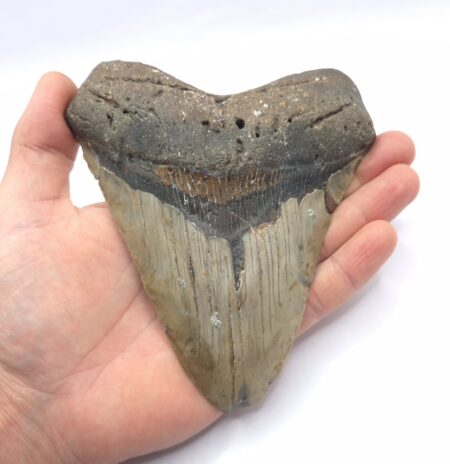 Beeindruckend großer Megalodon Haizahn