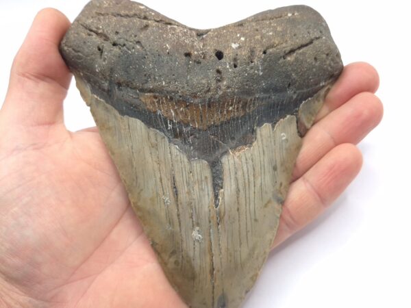 Beeindruckend großer Megalodon Haizahn