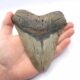 Beeindruckend großer Megalodon Haizahn