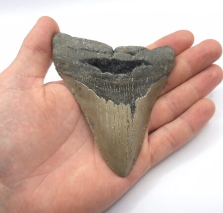 Megalodon Haizahn North Carolina