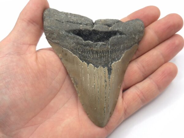 Megalodon Haizahn North Carolina