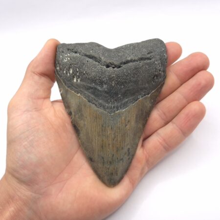 Megalodon Haizahn von der Küste