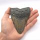 Megalodon Haizahn von der Küste