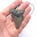 USA Megalodon Haizahn Halskette