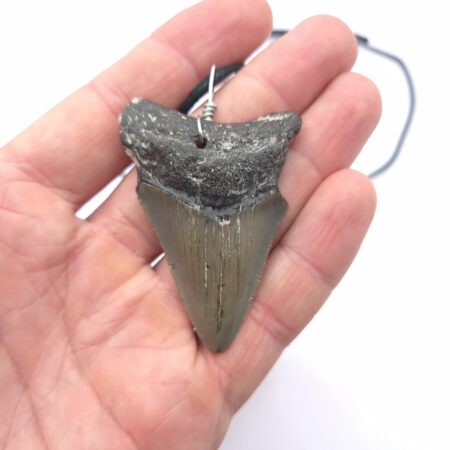 USA Megalodon Haizahn Halskette