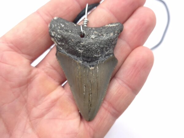 USA Megalodon Haizahn Halskette