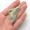 Haizahn Fossil