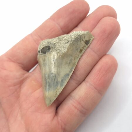 Haizahn Fossil