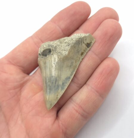 Haizahn Fossil