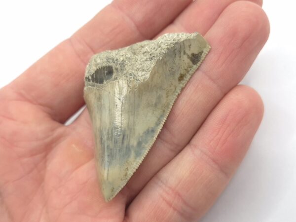 Haizahn Fossil