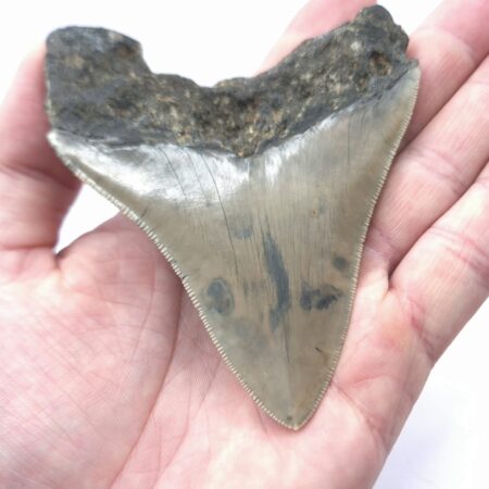 Megalodon aus Indonesien