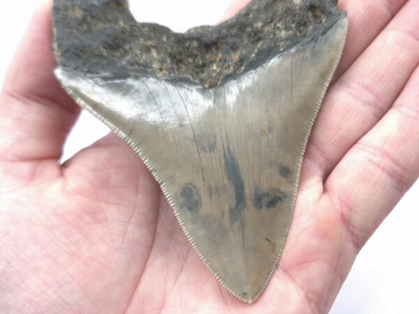Megalodon aus Indonesien